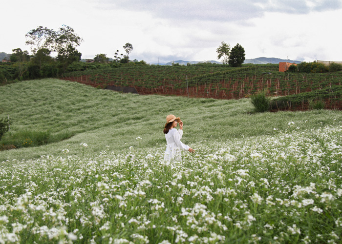 kimi farm, kimi farm đà lạt, vườn cải trắng kimi, thỏa sức sống ảo ở vườn hoa cải trắng kimi farm